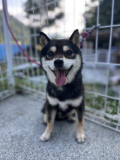 父犬　黒将王（くろまさおう）詳細は写真をクリック👆
