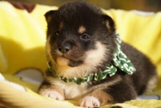 素敵なご家族が決まりました♪