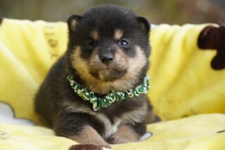 素敵なご家族が決まりました♪