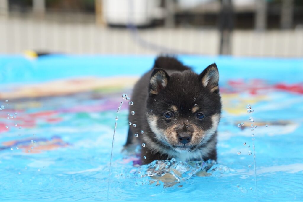 暑中お見舞い申し上げます。