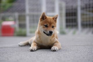 素敵なご家族が決まりました♪