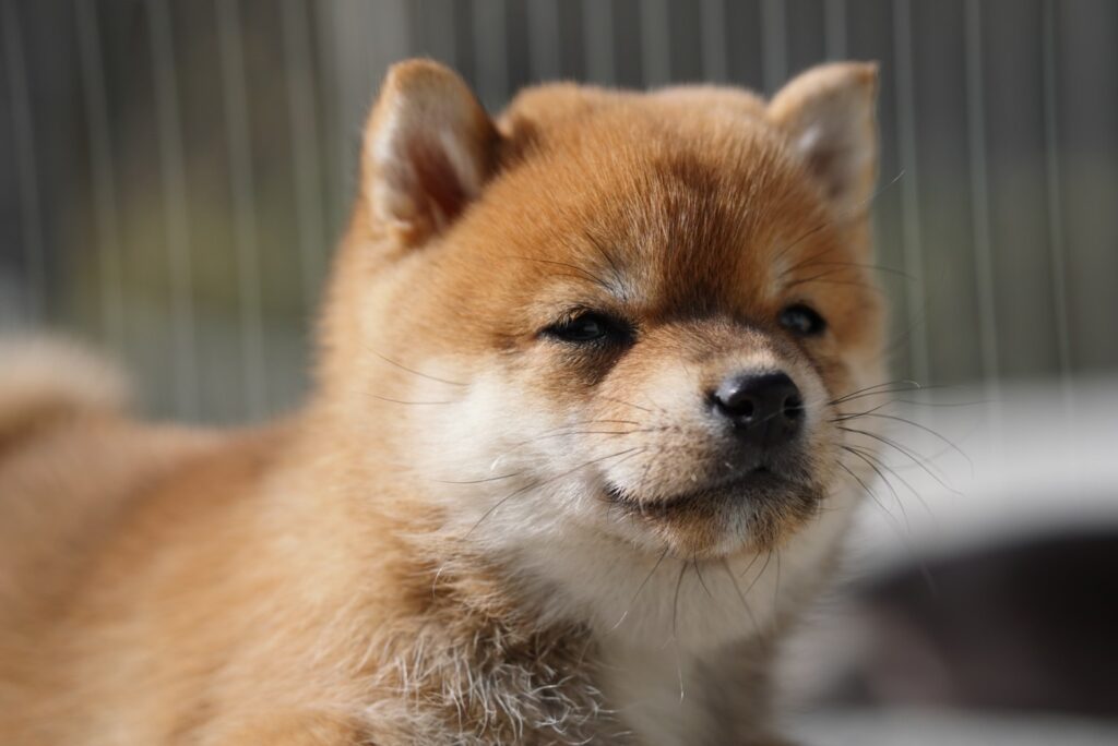 里ちゃん無事出産終わりました♪