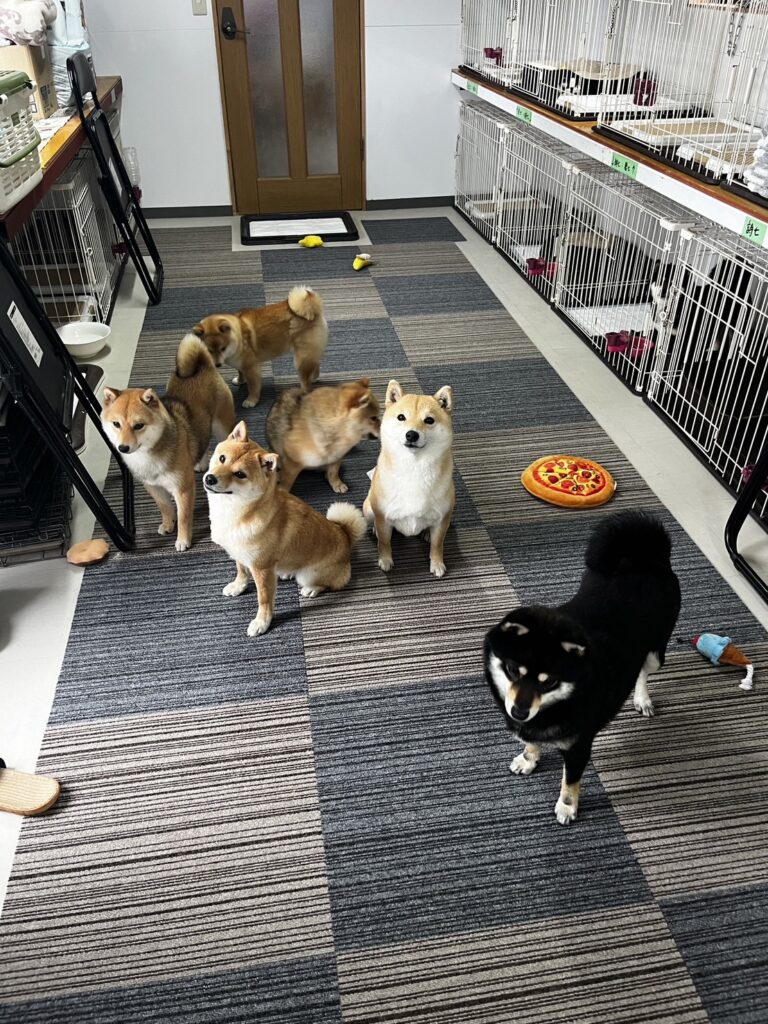 七福おかえりフェス