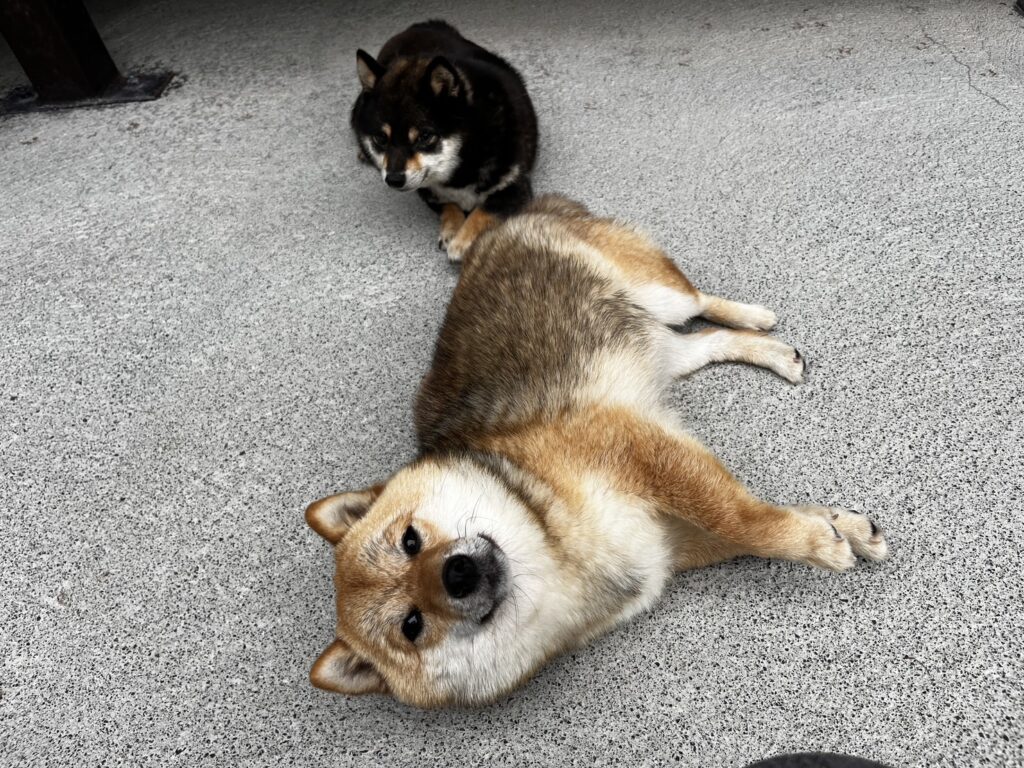 碧ちゃん・絆ちゃんべビーズ💕