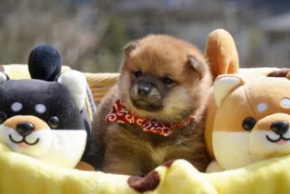 素敵なご家族が決まりました♪