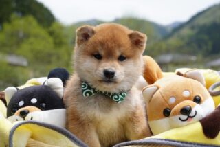 赤毛の男の子②