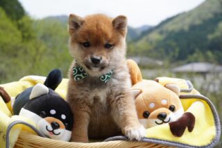 赤毛の男の子①