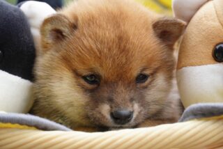 赤毛の男の子③