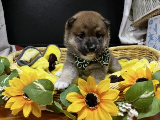 素敵なご家族が決まりました♪
