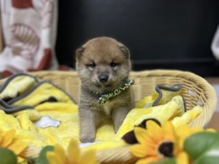 素敵なご家族が決まりました♪
