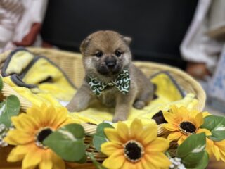 素敵なご家族が決まりました♪