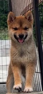 母犬　里桜七（りおな）詳細は写真をクリック👆