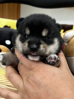 黒豆柴　男の子④